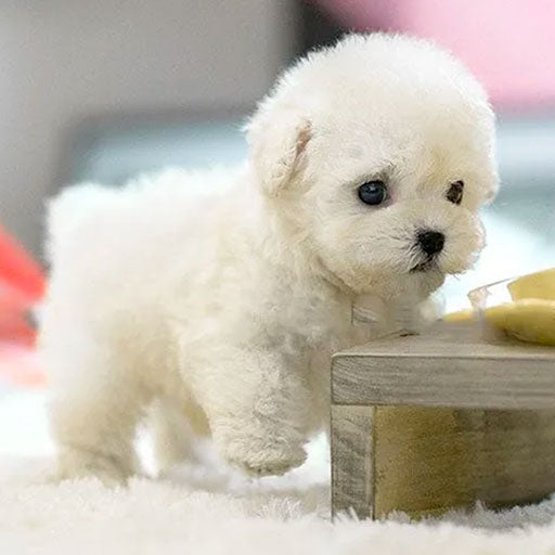 Walking and Barking Interactive Plush Dog Robot with Realistic Features - Souliia